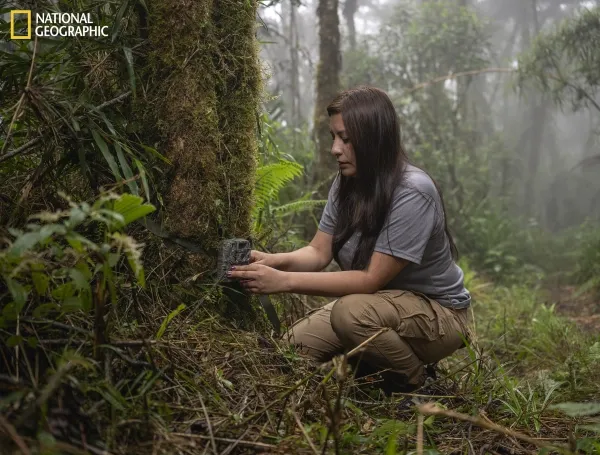 América Latina tiene una nueva especie de gato silvestre: es boliviano y habita en el bosque nuboso de los Yungas