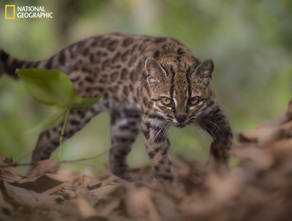 América Latina tiene una nueva especie de gato silvestre: es boliviano y habita en el bosque nuboso de los Yungas