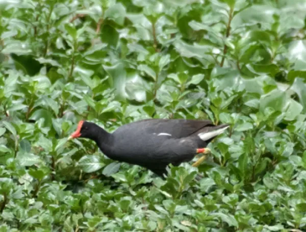 Biodiversidad y ciudades: el debate que el Instituto Humboldt lleva al Climate Week en Medellín