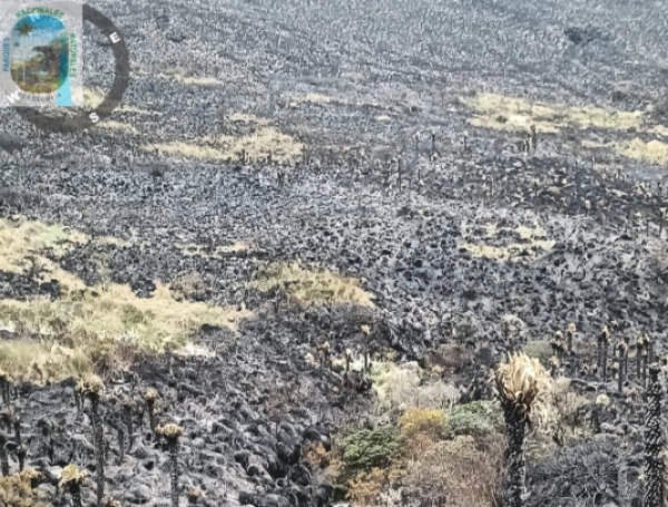 El incendio forestal en el Parque Nacional Natural Los Nevados fue controlado y extinguido.