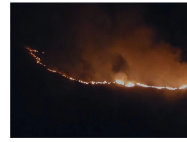 El frailejón tunjano, el venado soche, la orquídea Lepanthes bachue y el agua: la riqueza natural que está en riesgo por incendio en Iguaque