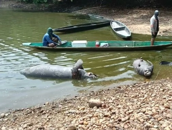 Manatíes muertos en Barrancabermeja