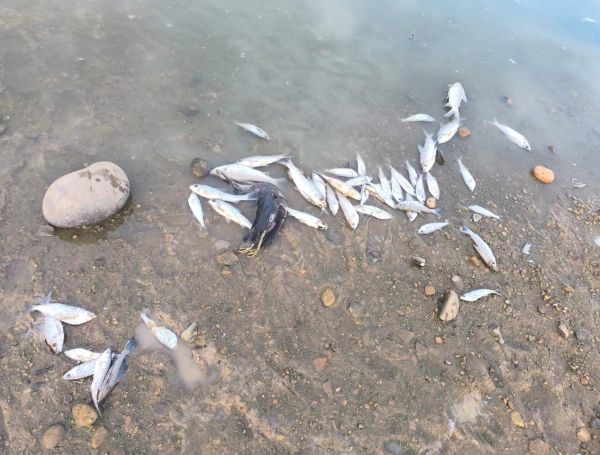 Peces muertos en Barrancabermeja