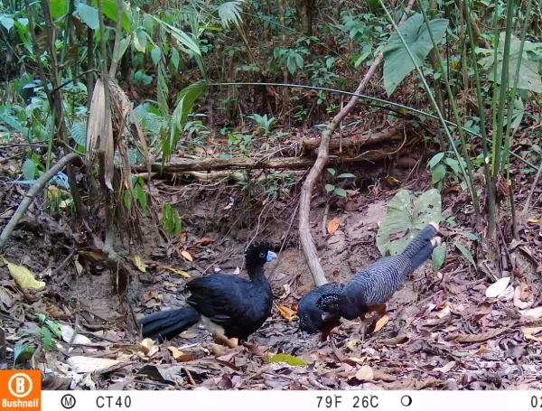 ‘¿Y ese pajarraco qué?’: el proyecto que busca salvar al paujil de pico azul, una especie que pocos colombianos conocen y que solo existe en el país