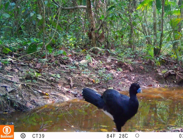 ‘¿Y ese pajarraco qué?’: el proyecto que busca salvar al paujil de pico azul, una especie que pocos colombianos conocen y que solo existe en el país