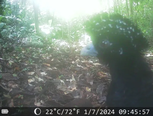 ‘¿Y ese pajarraco qué?’: el proyecto que busca salvar al paujil de pico azul, una especie que pocos colombianos conocen y que solo existe en el país
