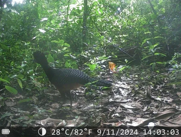 ‘¿Y ese pajarraco qué?’: el proyecto que busca salvar al paujil de pico azul, una especie que pocos colombianos conocen y que solo existe en el país