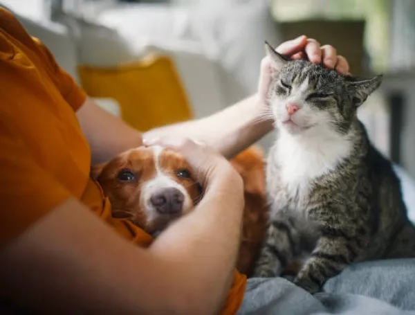 gatos