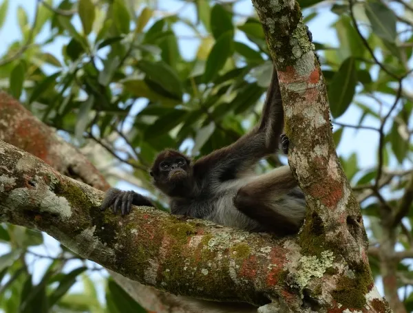 La marimonda del Magdalena está volviendo a los bosques donde había desaparecido: es uno de los primates más amenazados del mundo
