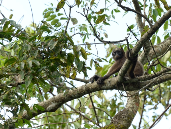 La marimonda del Magdalena está volviendo a los bosques donde había desaparecido: es uno de los primates más amenazados del mundo