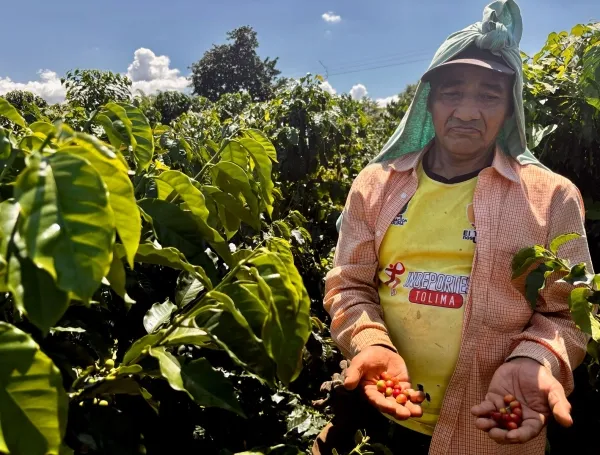 La crisis de los cafeteros tras el terremoto