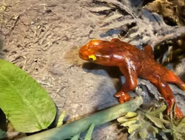 Estudiantes identificaron una nueva especie de protoanfibio y la nombraron en honor a sus mamás
