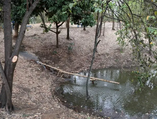 La transfusión de agua al humedal El Limonar de Cali.