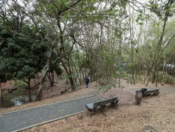 La transfusión de agua al humedal El Limonar de Cali.