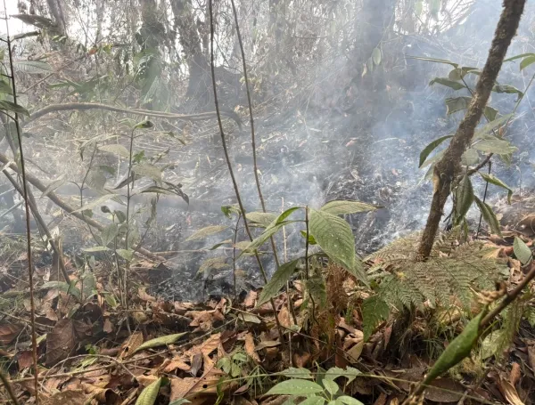 El incendio subterráneo ha afectado una amplia zona del bosque