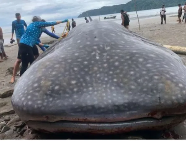 tiburón ballena
