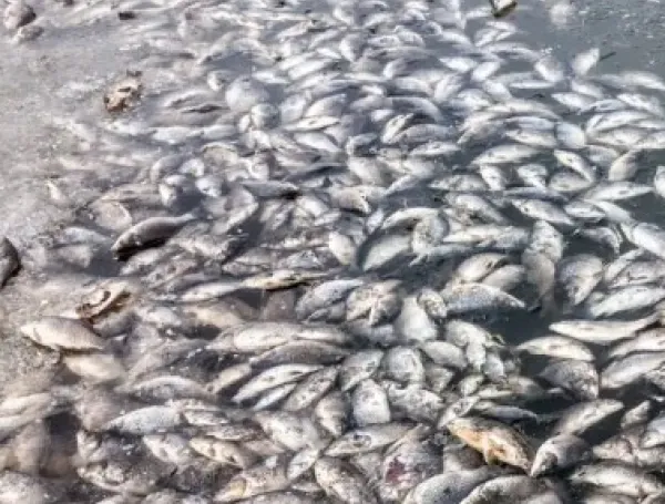 Mortandad de peces - Santander