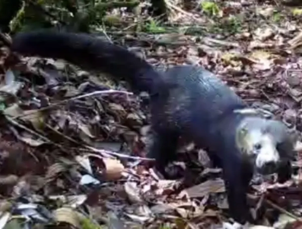 Tayra