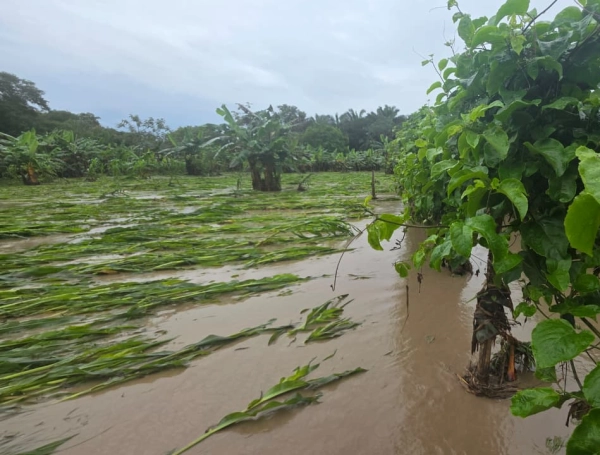 Inundaciones de cultivos en Casanare.