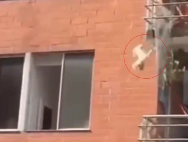 La perrita sufrió graves heridas al intentar escapar de las llamas.