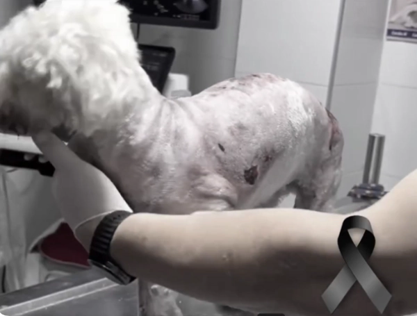 La mascota sufrió graves lesiones tras caer desde un quinto piso.
