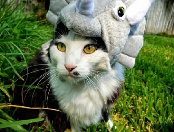 Mascotas.