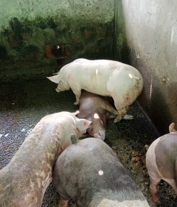 Animales heridos en ataque de disidentes en Jamundí, Valle.