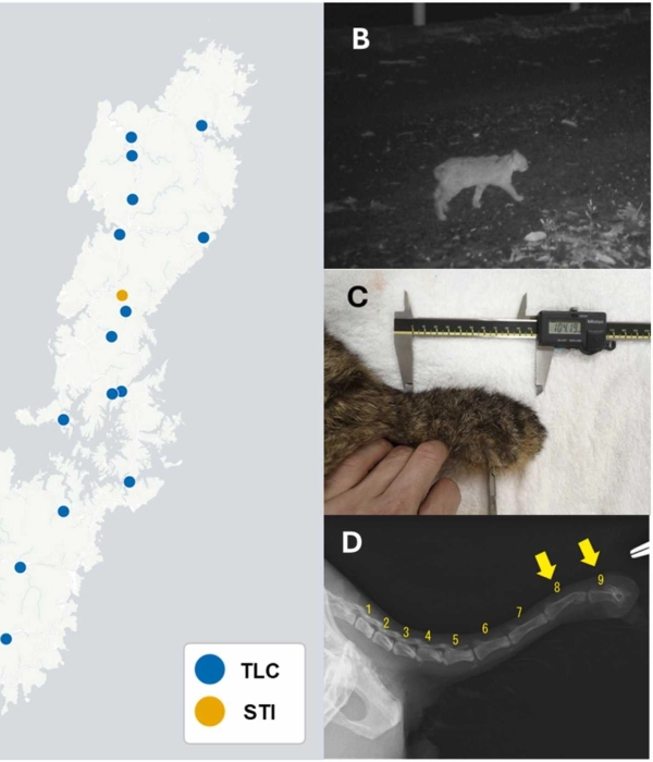 Gato leopardo de Tsushima: estudio revela un rasgo inusual en este felino que está en peligro de extinción
