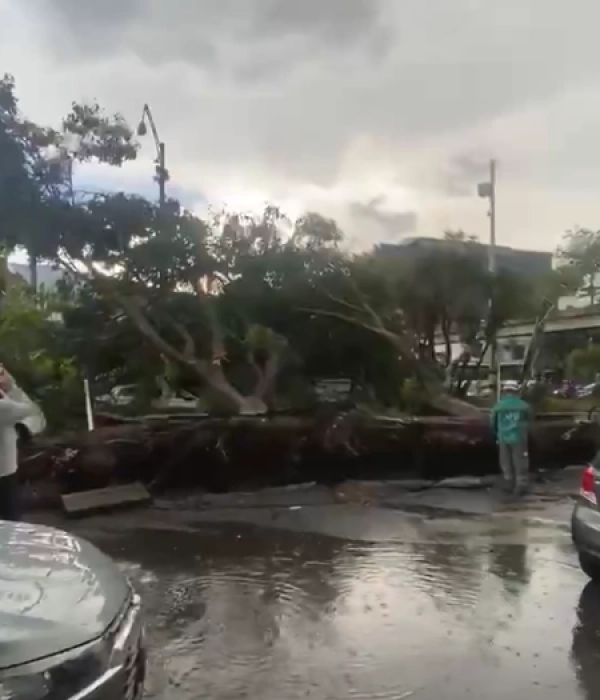 Al menos 10 árboles se cayeron en Medellín a raíz de las lluvias.