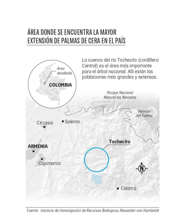 Exclusivo: así ayudó Google a proteger el mayor bosque de palma de cera de Colombia, el Santuario de Flora Palmares de Tochecito