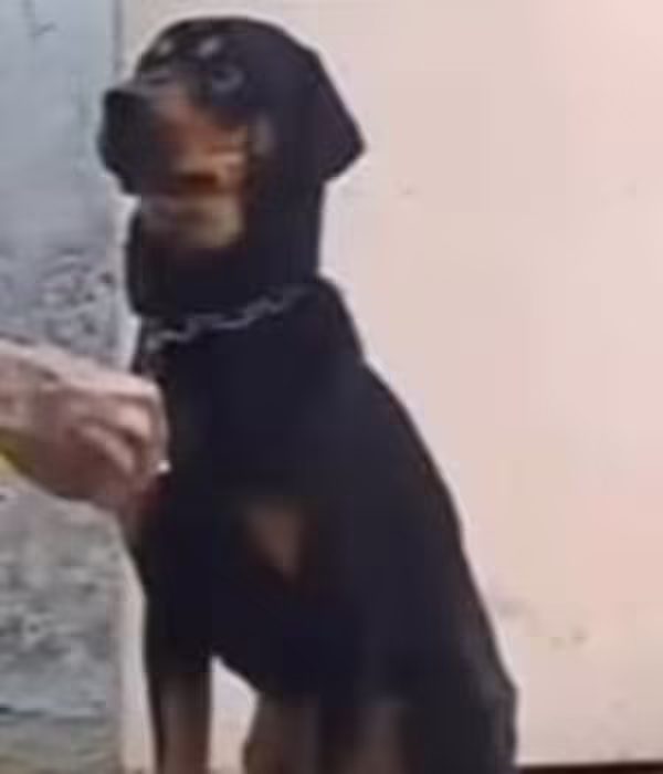 Este era el perrito Sherlock, cuyo dueño lo habría matado prendiéndole fuego en una hoguera