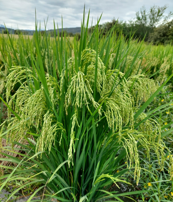Desde hace más de 50 años, la Alianza Bioversity & CIAT lidera la investigación en arroz para América Latina y el Caribe