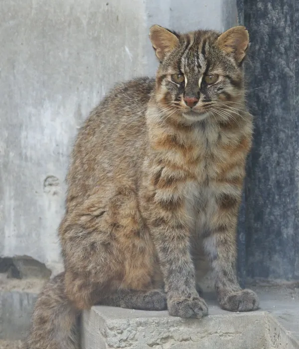 Gato leopardo de Tsushima: estudio revela un rasgo inusual en este felino que está en peligro de extinción