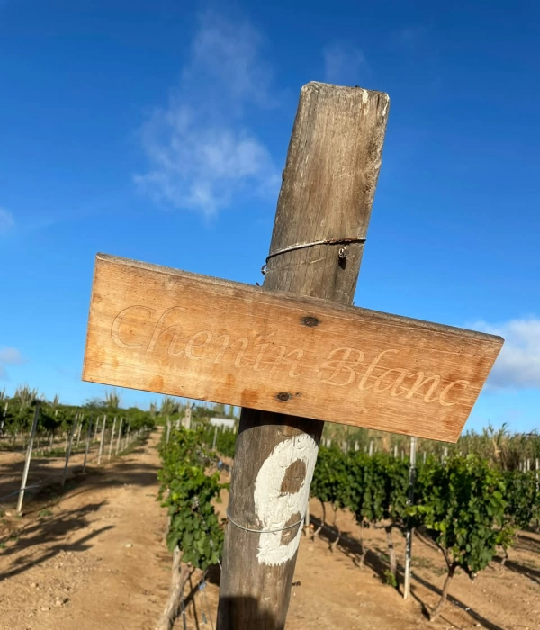 El viñedo que va contra la lógica climática: Alto Vista Winery, una bodega erigida entre cactus, sol y el desierto caribeño de Aruba