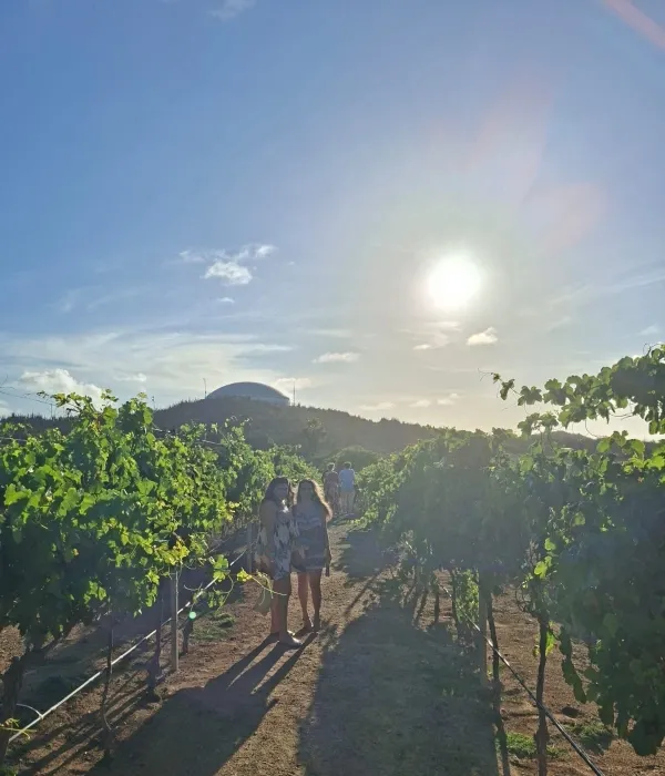 El viñedo que va contra la lógica climática: Alto Vista Winery, una bodega erigida entre cactus, sol y el desierto caribeño de Aruba
