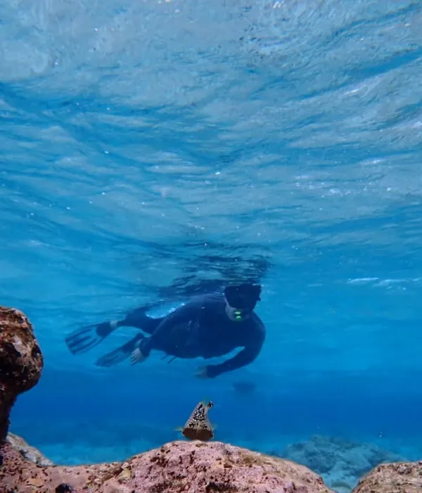 La playa más linda del Caribe para nadar, snorkel en un arrecife de colores, kayak en medio de manglares y otras experiencias imperdibles de Aruba