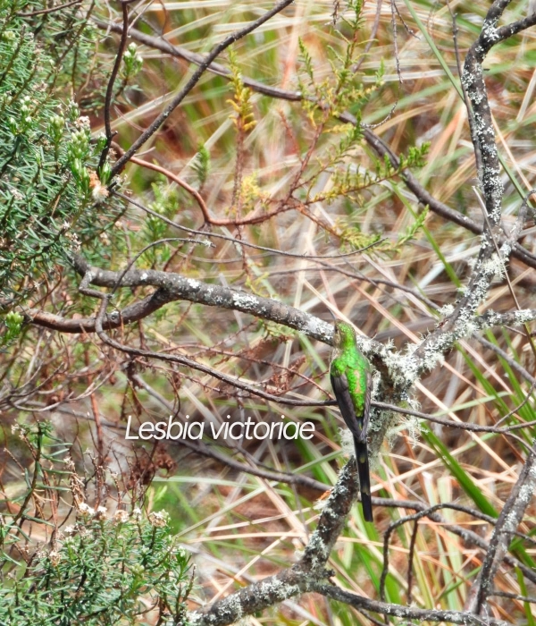 Estas son las dos nuevas especies de aves que fueron registradas por primera vez en el Huila
