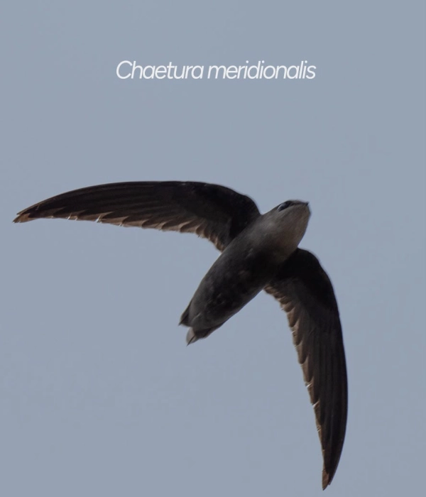 Estas son las dos nuevas especies de aves que fueron registradas por primera vez en el Huila
