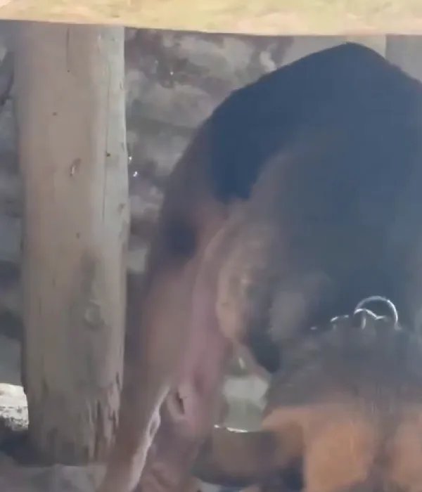 La perra se recupera de sus heridas en un refugio del municipio de Guarne.