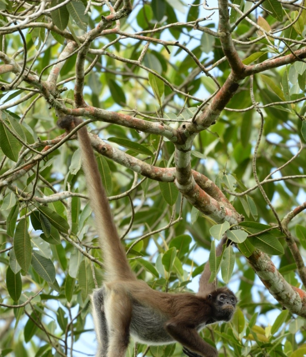 La marimonda del Magdalena está volviendo a los bosques donde había desaparecido: es uno de los primates más amenazados del mundo