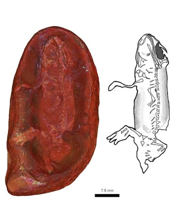 Estudiantes identificaron una nueva especie de protoanfibio y la nombraron en honor a sus mamás