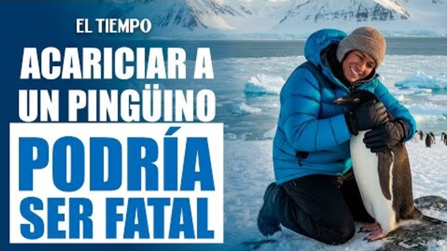 Lo que sucede al acariciar un pingüino, podría ser fatal
