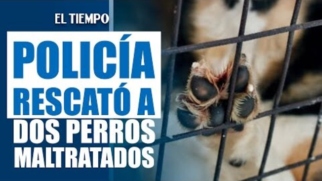 En el sector de Bachué, un operativo conjunto entre la Alcaldía Local, el Idpyba y la Policía de Carabineros, permitió el rescate de dos perras.