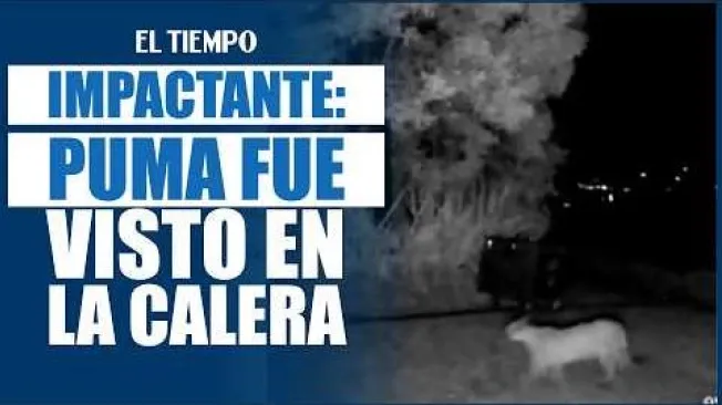 Un puma fue confirmado en una zona rural de La Calera luego de que habitantes reportaran su presencia y cámaras de seguridad registraran al animal. La CAR realizó una valoración con drones y activó medidas de disuasión para favorecer su desplazamiento hacia zonas con menor interacción con personas.

Las autoridades recomiendan no acercarse, perseguir ni intentar capturar al puma. En caso de un encuentro, piden mantener la calma, no correr ni darle la espalda y reportar inmediatamente el avistamiento. #ElTiempo #NoticiasColombia #ÚltimaHora #LaCalera #Puma #FaunaSilvestre #CAR #Avistamiento #Bogotá #Cundinamarca #Animales
SUSCRÍBETE: https://bit.ly/eltiempoYT 

Síguenos en nuestras redes sociales:
X: https://twitter.com/eltiempo 
Facebook: https://www.facebook.com/eltiempo 
Instagram: https://www.instagram.com/eltiempo 

El Tiempo es el medio líder de noticias en Colombia, caracterizado por sus investigaciones y reportajes exclusivos, sobre:  justicia, deportes, economía, política, cultura, tecnología, innovación, cambio climático, entre otros eventos noticiosos en Colombia y el mundo.

Para mayor información ingresa a: https://www.eltiempo.com 

Otros canales de El Tiempo
Citytv: https://www.youtube.com/c/citytvbogota  
Bravíssimo Citytv: https://www.youtube.com/c/BRAVISSIMOCITYTV  
Portafolio: https://www.youtube.com/user/PortafolioCO  
Futbolred: https://www.youtube.com/c/FutbolRedCO