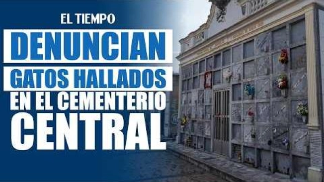 Colectivos animalistas denuncian la presencia de gatos en túneles ubicados debajo de las bóvedas del Cementerio Central de Bogotá y piden que sean rescatados.
Según los activistas, durante una visita encontraron cuatro gatos bebés y una madre. También aseguraron que algunos animales presentarían signos de enfermedad y que, por las características de los túneles, sería necesario utilizar jaulas trampa para capturarlos.
¿Cuál cree que es la razón detrás de la presencia de gatos en las bóvedas del Cementerio Central de Bogotá? #ElTiempo #NoticiasColombia #ÚltimaHora #CementerioCentral
#Gatos #BienestarAnimal #Bogotá #ELTIEMPO
SUSCRÍBETE: https://bit.ly/eltiempoYT
Síguenos en nuestras redes sociales:
X: https://twitter.com/eltiempo
Facebook: https://www.facebook.com/eltiempo
Instagram: https://www.instagram.com/eltiempo
El Tiempo es el medio líder de noticias en Colombia, caracterizado por sus investigaciones y reportajes exclusivos, sobre: justicia, deportes, economía, política, cultura, tecnología, innovación, cambio climático, entre otros eventos noticiosos en Colombia y el mundo.
Para mayor información ingresa a: https://www.eltiempo.com
Otros canales de El Tiempo
Citytv: https://www.youtube.com/c/citytvbogota
Bravíssimo Citytv: https://www.youtube.com/c/BRAVISSIMOCITYTV
Portafolio: https://www.youtube.com/user/PortafolioCO
Futbolred: https://www.youtube.com/c/FutbolRedCO