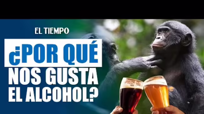 Los chimpancés consumen el equivalente a medio litro de cerveza diario al comer frutas maduras y fermentadas, según un estudio publicado el miércoles que aborda una posible razón por la cual los humanos se sienten atraídos por el alcohol.