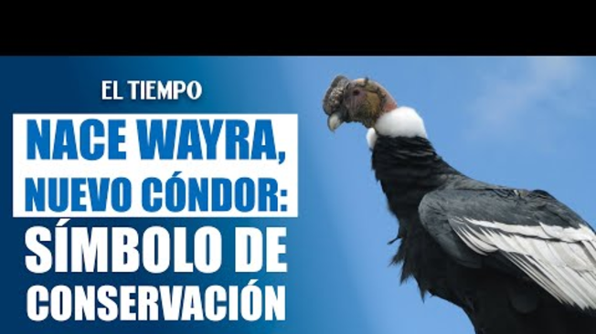 Nace Wayra, nuevo cóndor de Los Andes en Colombia y símbolo de conservación