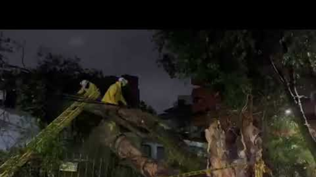 Emergencia por gigantesco árbol caído en Cali.