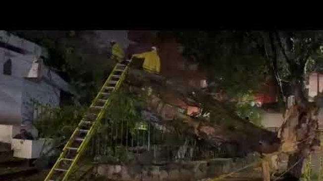 Video de caída de gigantesco árbol en Cali.