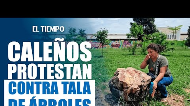 Caleños se oponen a tala y traslado de decenas de árboles por la Feria de Cali